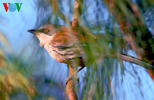 Fotos von Vogelarten in Vietnam, die vor dem Aussterben gedroht sind  - ảnh 5