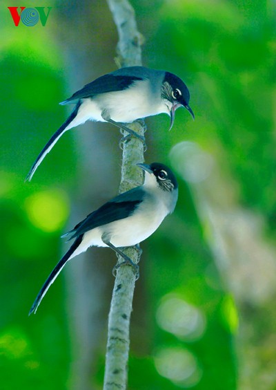 Fotos von Vogelarten in Vietnam, die vor dem Aussterben gedroht sind  - ảnh 7