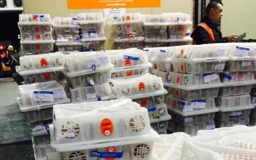 Vietnam exportiert dutzende Tonnen von Litschi nach Australien - ảnh 1