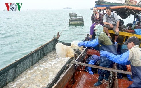 Quallenfang im Umfeld der Co To-Insel in Quang Ninh - ảnh 2