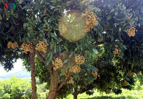 Vietnam kann seit 2019 frische Longan nach Australien exportieren - ảnh 1