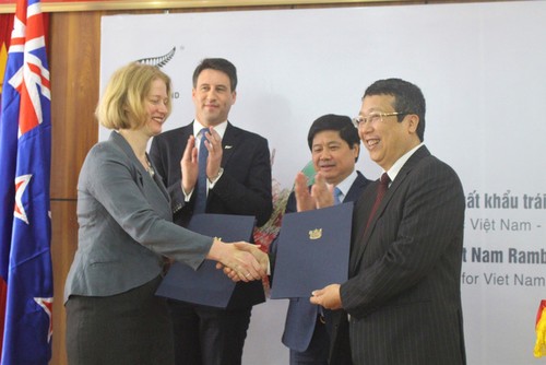 Vietnamesische Rambutan werden zum ersten Mal nach Neuseeland exportiert - ảnh 1