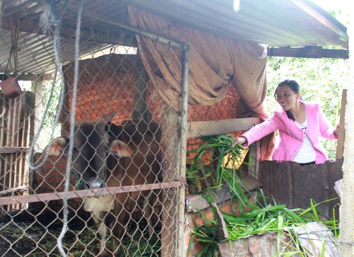 Unterstützung für Agent-Orange-Opfer bei der Bewältigung von Schwierigkeiten - ảnh 2