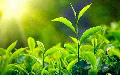 Schönheit der Tee-Hügel Long Coc in der Provinz Phu Tho - ảnh 13