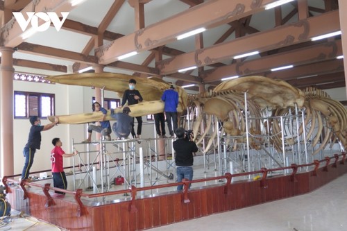 Zusammensetzung der Walskelette auf der Insel Ly Son - ảnh 1