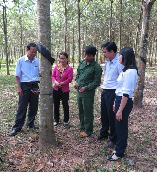 Armutsbekämpfung in Gebieten ethnischer Minderheiten im Kreis Duc Co in der Provinz Gia Lai - ảnh 2