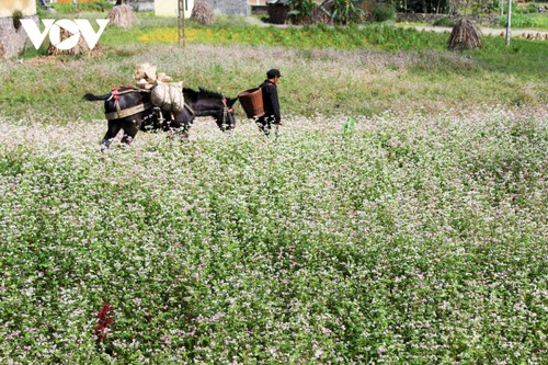 Das Buchweizenblüte-Fest im Kalkplateau Dong Van in der Bergprovinz Ha Giang - ảnh 1