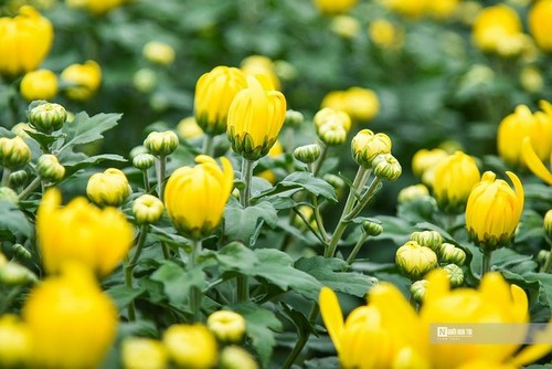 Betriebsame Stimmung im Blumendorf Tay Tuu vor dem Neujahrsfest Tet - ảnh 11