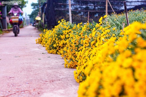 Betriebsame Stimmung im Blumendorf Tay Tuu vor dem Neujahrsfest Tet - ảnh 14