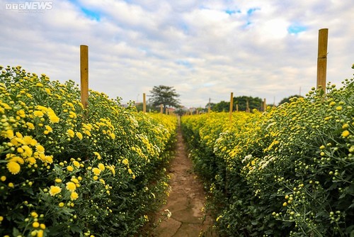 Betriebsame Stimmung im Blumendorf Tay Tuu vor dem Neujahrsfest Tet - ảnh 2