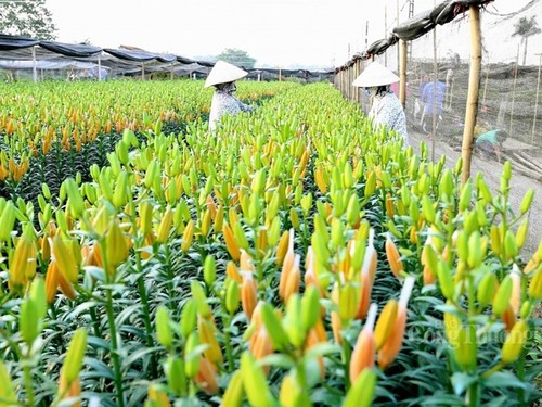 Betriebsame Stimmung im Blumendorf Tay Tuu vor dem Neujahrsfest Tet - ảnh 4