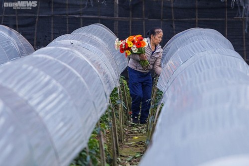 Betriebsame Stimmung im Blumendorf Tay Tuu vor dem Neujahrsfest Tet - ảnh 8