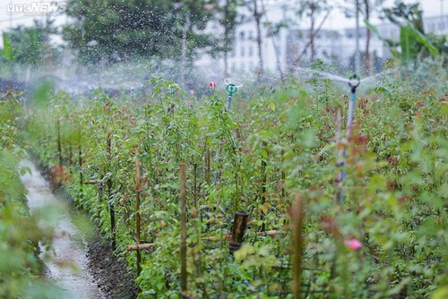 Betriebsame Stimmung im Blumendorf Tay Tuu vor dem Neujahrsfest Tet - ảnh 9