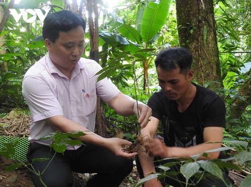 Die Volksgruppe der Xo Dang erlangt Wohlstand durch den Anbau der Heilkräuter - ảnh 2