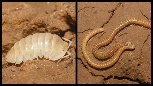 Son Doong ist eine der zehn schönsten Höhlen weltweit - ảnh 10