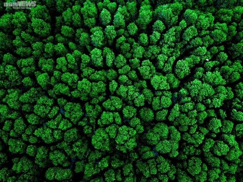 Das Con-Chim-Ökogebiet - die „grüne Insel” von Binh Dinh - ảnh 3