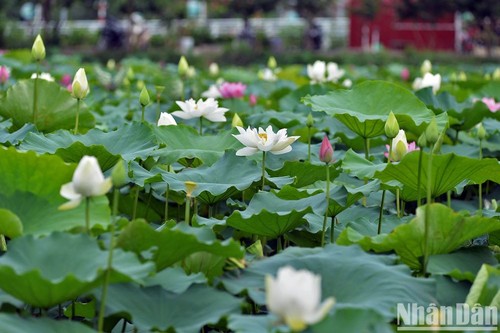 Die Schönheit der Lotusblumen in Hanoi - ảnh 2