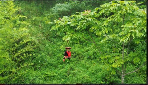 Die Herstellung von traditionellen pflanzlichen Arzneimitteln der Volksgruppe Dao in der Provinz Cao Bang - ảnh 1