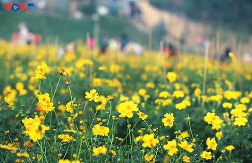 Ein wunderschöner Blumenteppich am Fuße der historischen Long-Bien-Brücke - ảnh 4