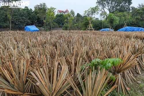 Das über 100 Jahre alte Räucherstäbchendorf in Hanoi beschäftigt sich mit der Räucherstäbchen-Produktion vor dem Neujahr - ảnh 2