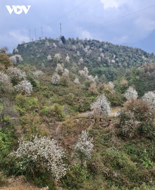 Quand les aubépines fleurissent - ảnh 4