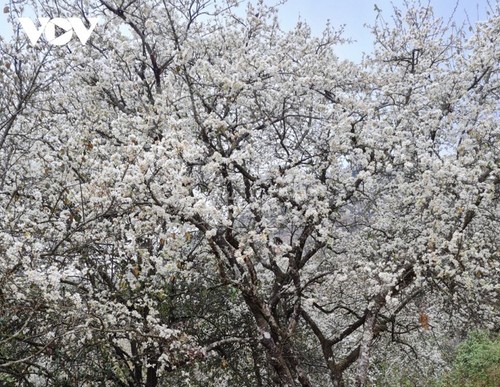 Quand les aubépines fleurissent - ảnh 7