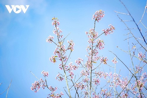 La fleur qui annonce le printemps - ảnh 12