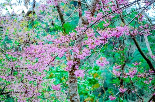 La fleur qui annonce le printemps - ảnh 9