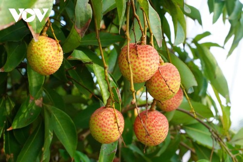 Le litchi de Hai Duong à la conquête des marchés haut de gamme - ảnh 1