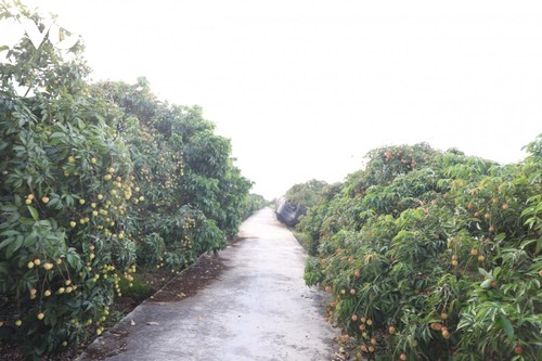Le litchi de Hai Duong à la conquête des marchés haut de gamme - ảnh 3