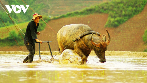 Mù Cang Chải: la saison des eaux sur les rizières en terrasses - ảnh 4
