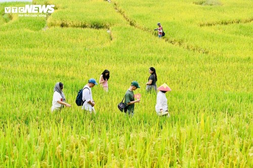 Y Tý en saison dorée: le rendez-vous magique de l’automne au nord du Vietnam - ảnh 6
