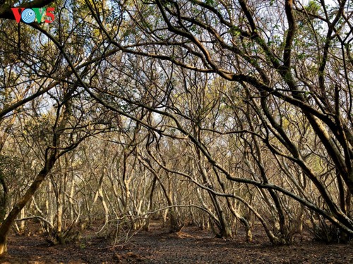 Cabang kehutanan memberikan sumbangan penting dalam pertumbuhan ekonomi dan perkembangan yang berkesinambungan - ảnh 1