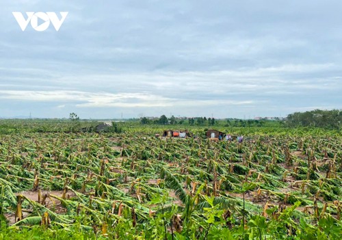 Selandia Baru Membantu Vietnam Mengatasi Akibat Topan Yagi - ảnh 1