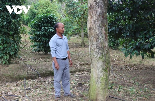 Bapak Bo Bo Kha, Warga Etnis Minoritas Raglai, Teladan yang Pandai Melakukan Usaha Ekonomi di Provinsi Khanh Hoa - ảnh 1