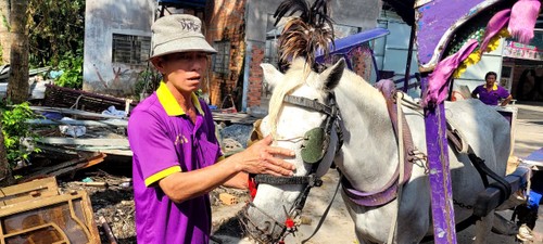 Year of the Horse: Horse carriage rides on Thoi Son islet - ảnh 2