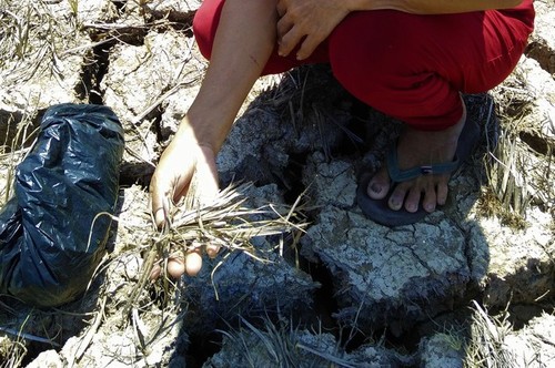 Kekeringan merusakkan Ujung Ca Mau - ảnh 6