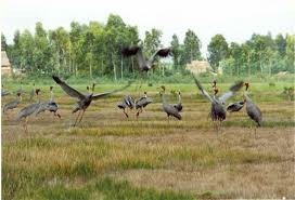 Tram Chim-Nationalpark wird internationales Biosphärenreservat - ảnh 1