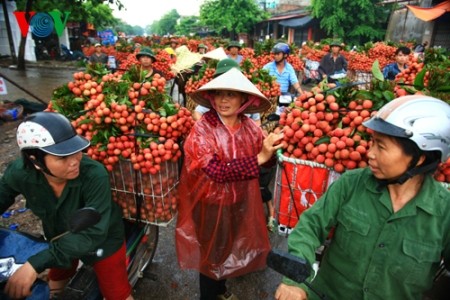 Litschiernte in Luc Ngan  - ảnh 2