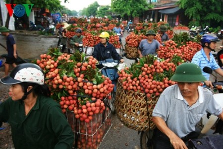 Litschiernte in Luc Ngan  - ảnh 3