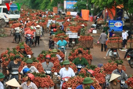 Litschiernte in Luc Ngan  - ảnh 4