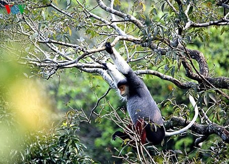 Eine einzigartige Fotosammlung über den König der Primaten - ảnh 4