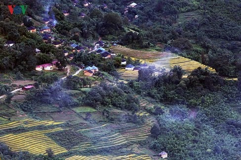 Reisernte im Grenzgebiet Y Ty - ảnh 3