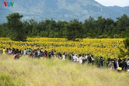 Ein Besuch in Da Lat, um Sonnenblumen anzuschauen - ảnh 6