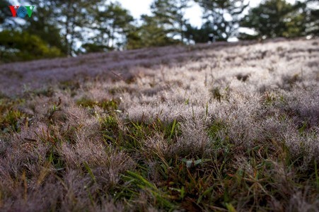 Ein Besuch in Da Lat, um Sonnenblumen anzuschauen - ảnh 9