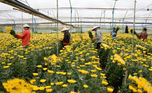 Entdeckung der hochtechnologischen Landwirtschaft in Da Lat - ảnh 1