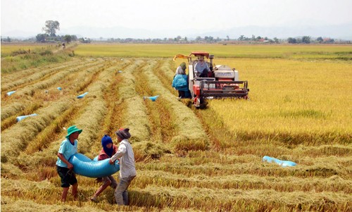 K’So, der Bewohnern im Dorf B’Dong in Dak Nong ein besseres Leben bringt - ảnh 1