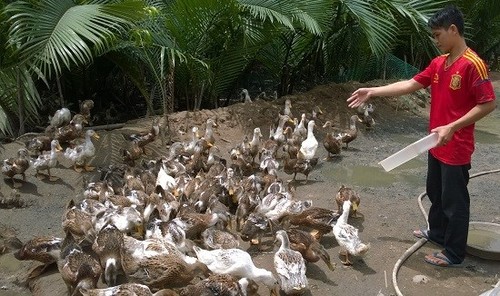 Meeresenten zur Anpassung an den Klimawandel im vietnamesischen Mekongdelta - ảnh 1