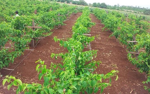 Bauer Do Thanh Khoa und der Anbau von Sacha Inchi - ảnh 1