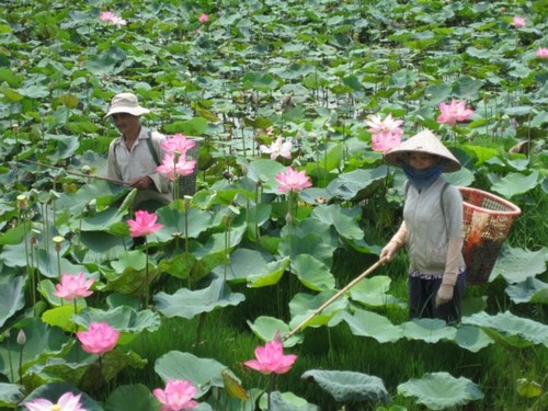 Lotusblumenfest in Dong Thap - ảnh 1